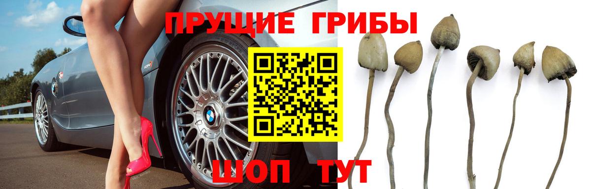 Псилоцибиновые грибы Cubensis  Вход с VPN  Белово  Галлюциногенные грибы Psilocybine cubensis 